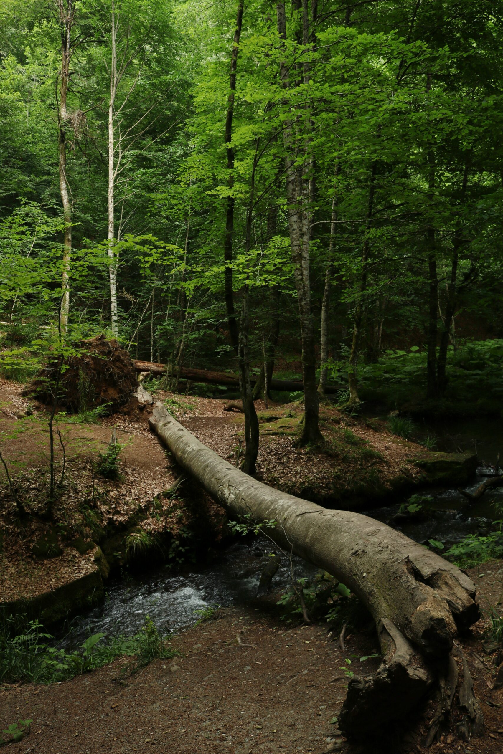La Forêt de Brocéliande : un lieu mystérieux au cœur de la Bretagne